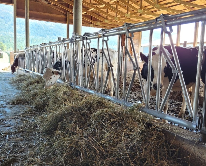 20210602_124654 Cow stanchions at a dairy barn