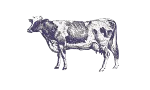 cow B&W drawing of a dairy cow