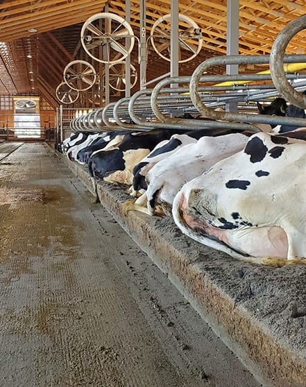 cow stalls Dairy barn showing cows lying down in dairy cow stalls