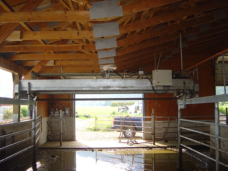 Open dairy crowd gate in a dairy barn
