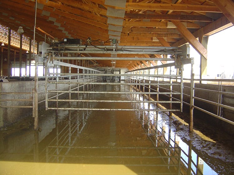 View of dairy crown gate installed in a dairy barn