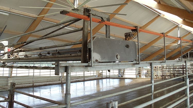 Dairy crowd gate installed in a dairy barn