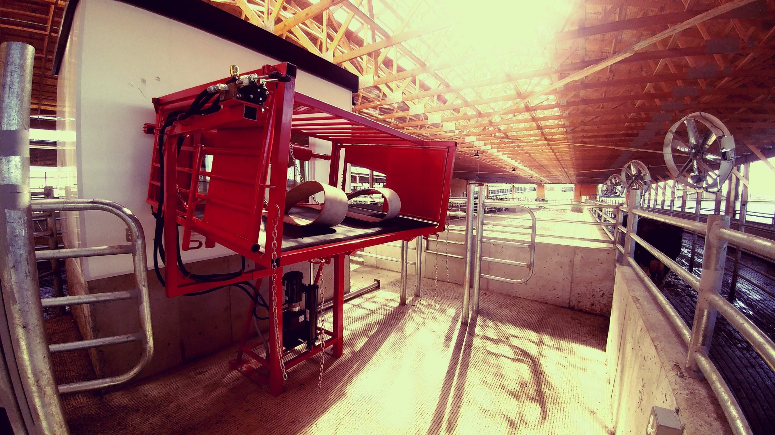 cattlehooftrimchute4-1 Side view of new hoof trimming chute equipment