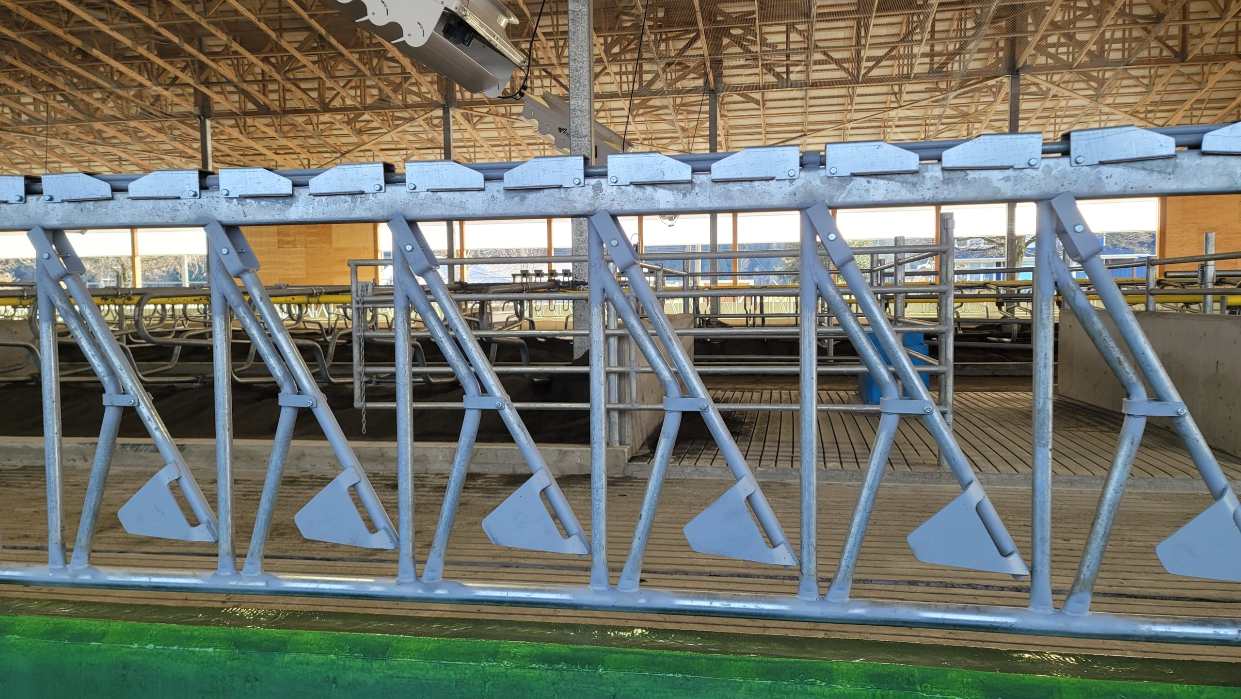 DHSLS2 6 metal dairy cow stanchions in a cow barn.