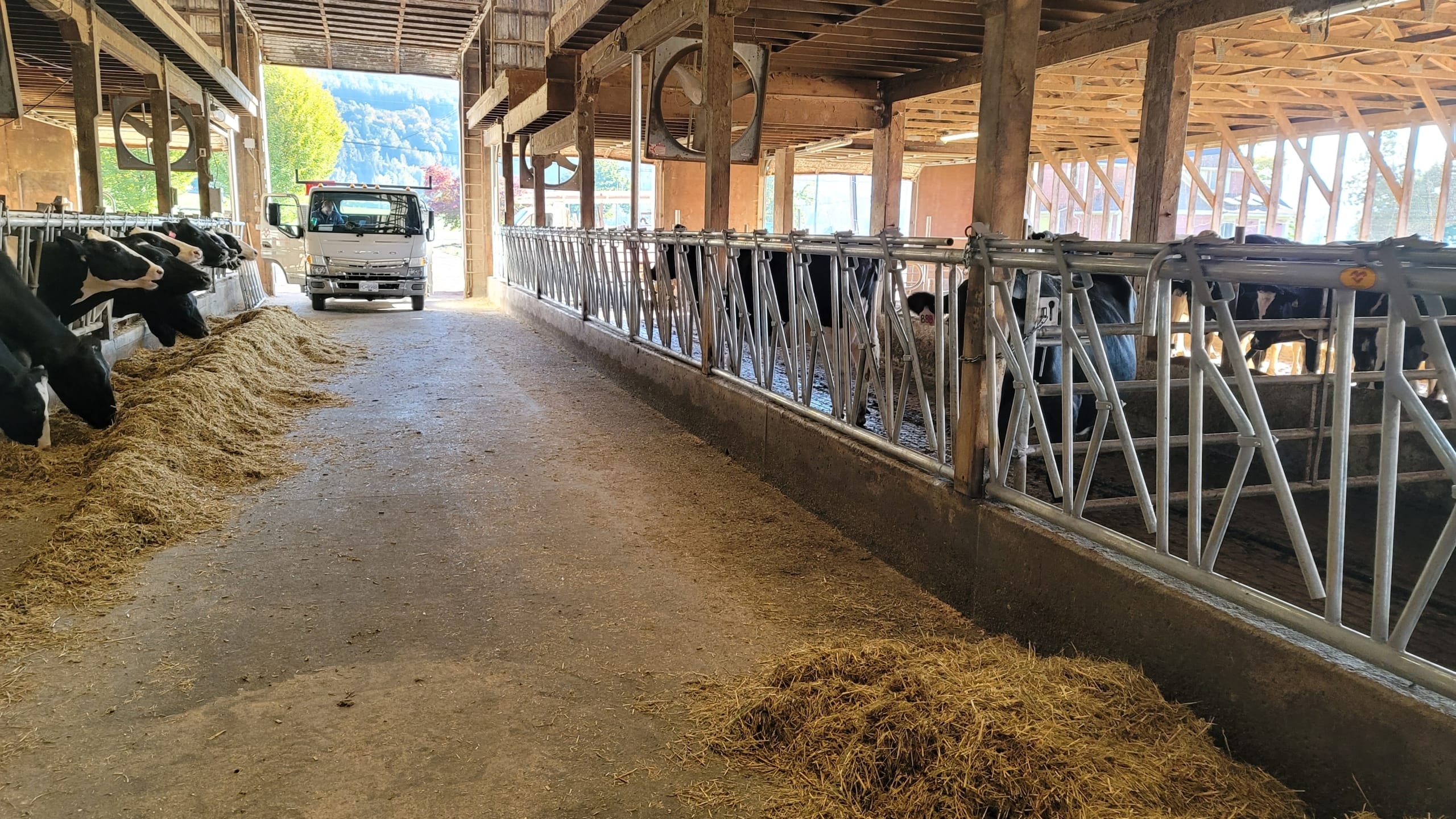 DSLS3 The view from inside a dairy cow barn looking along a long row of dairy cow stanchions.