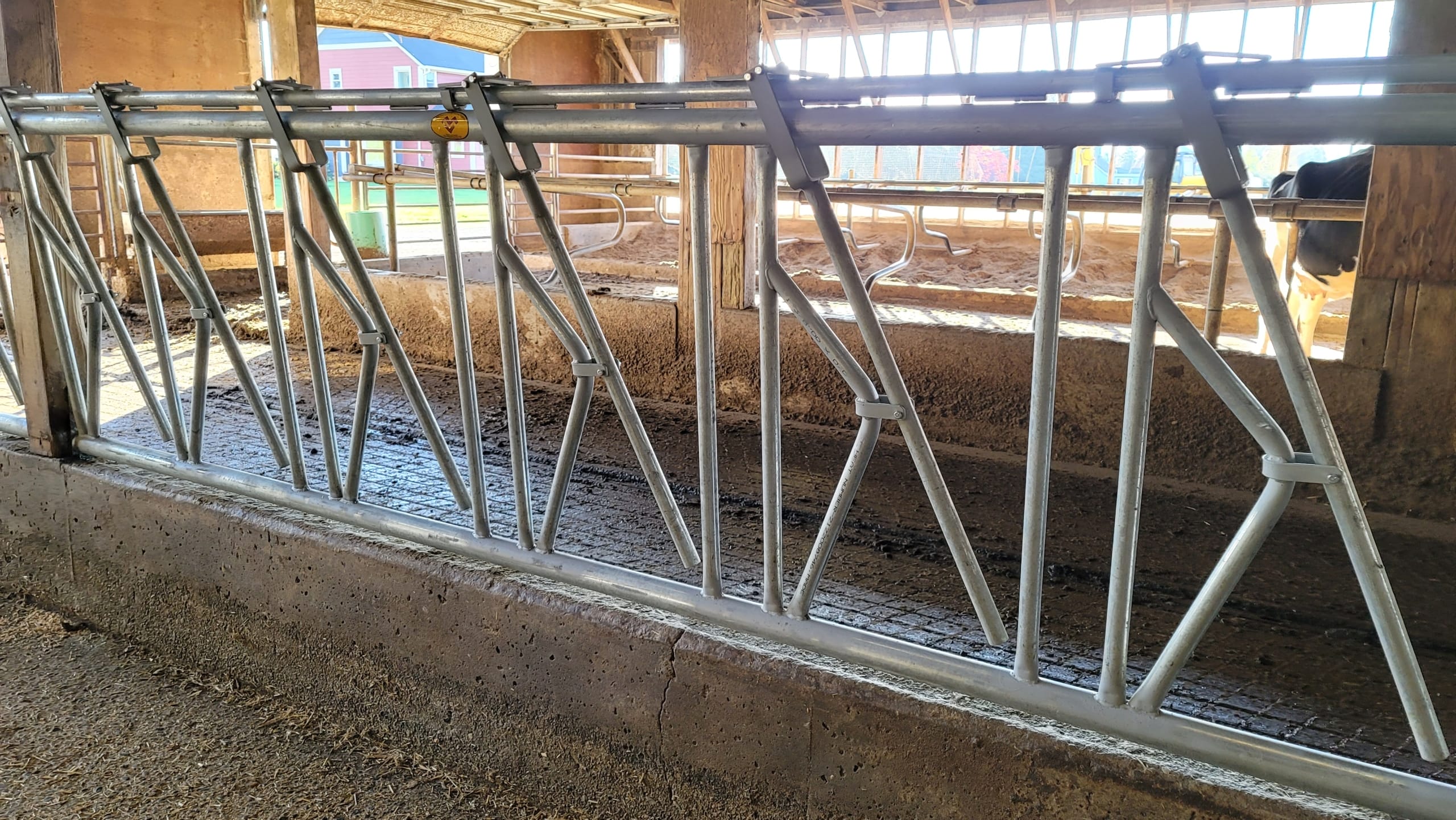 DSLS4 Dairy cow barn with metal cow stanchions.