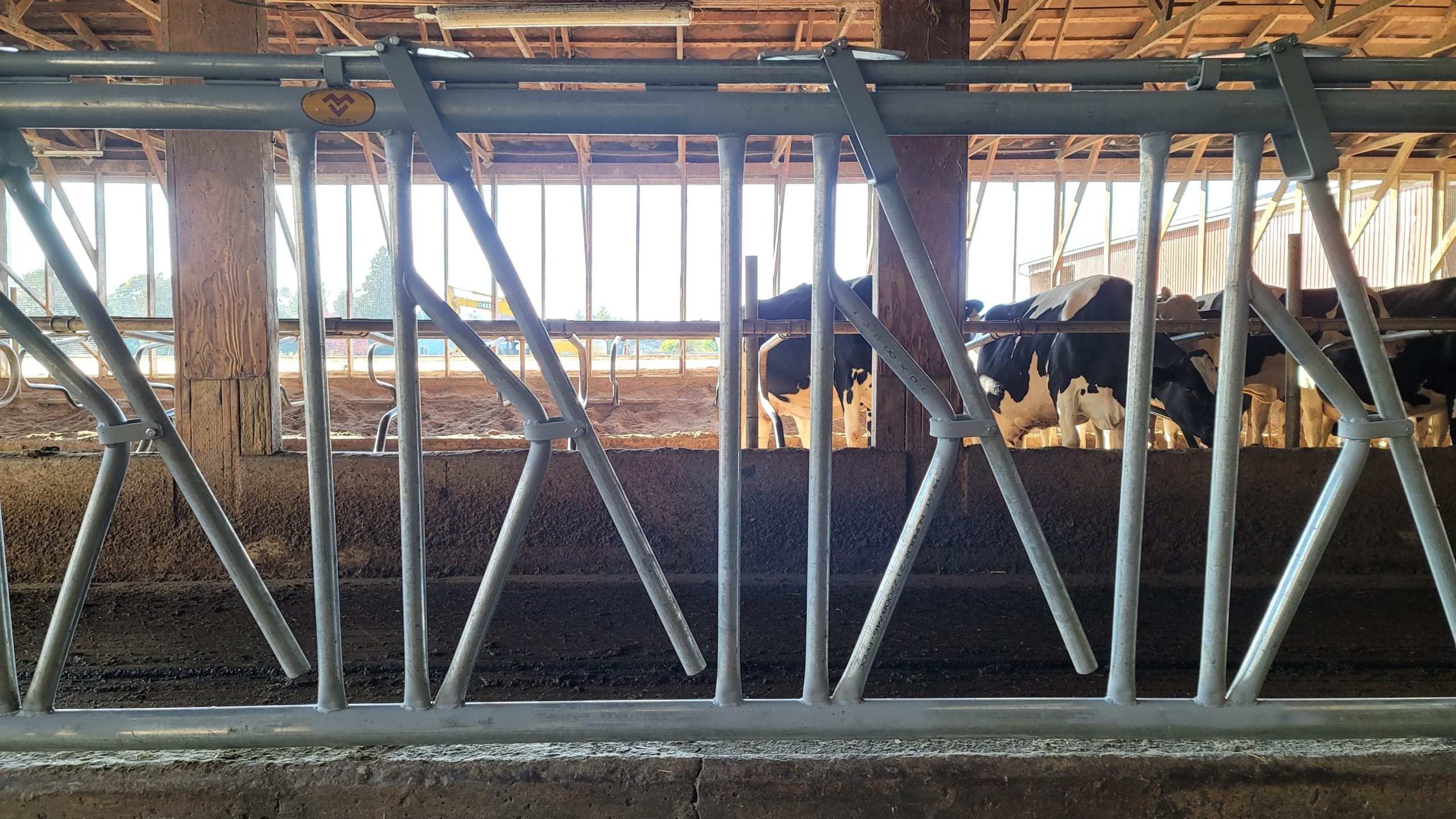 DSLS5 Looking at dairy cows through metal cow stanchions.