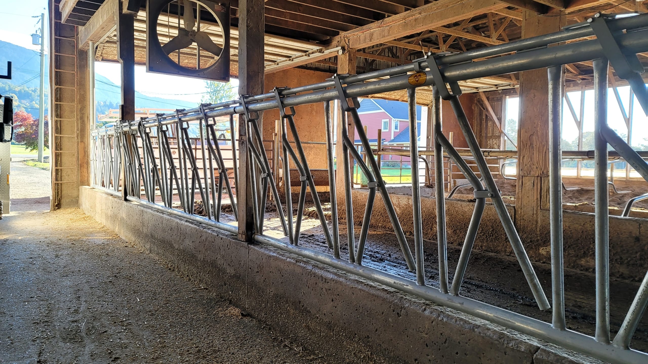 DSLS6 A row of metal cow stanchions installed in a barn.