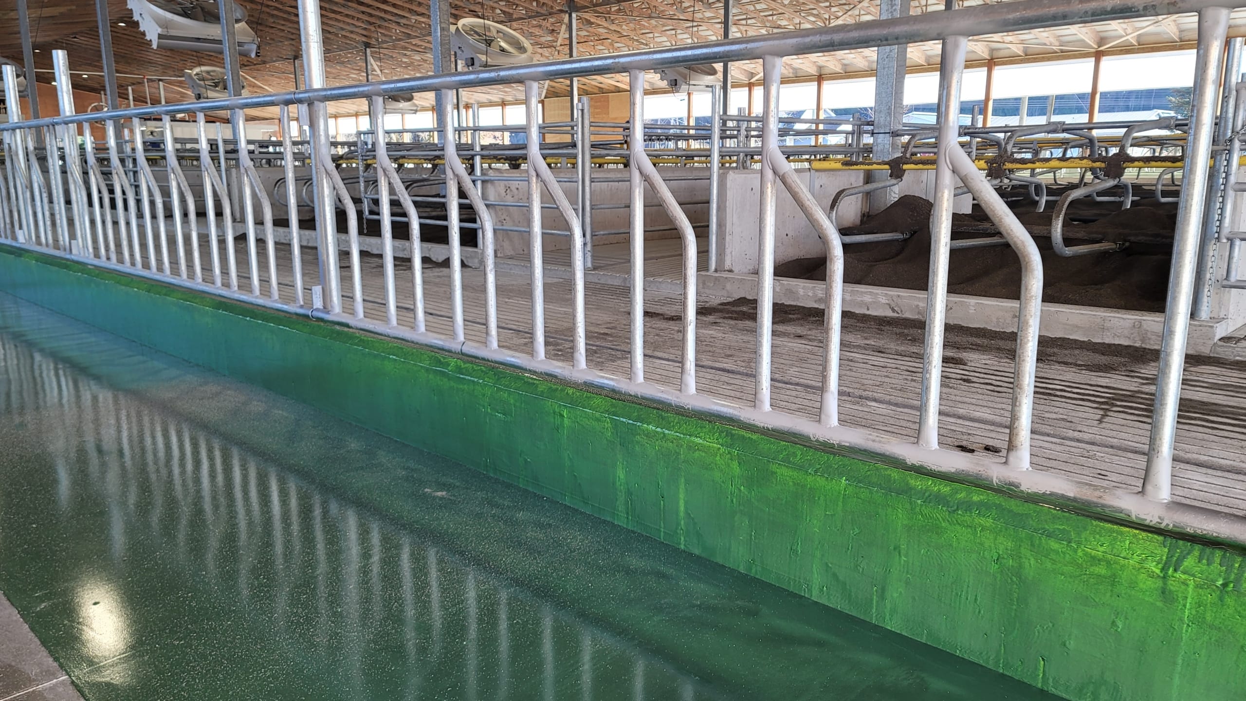 STS1 A long row of metal cow stanchions in a cow barn.