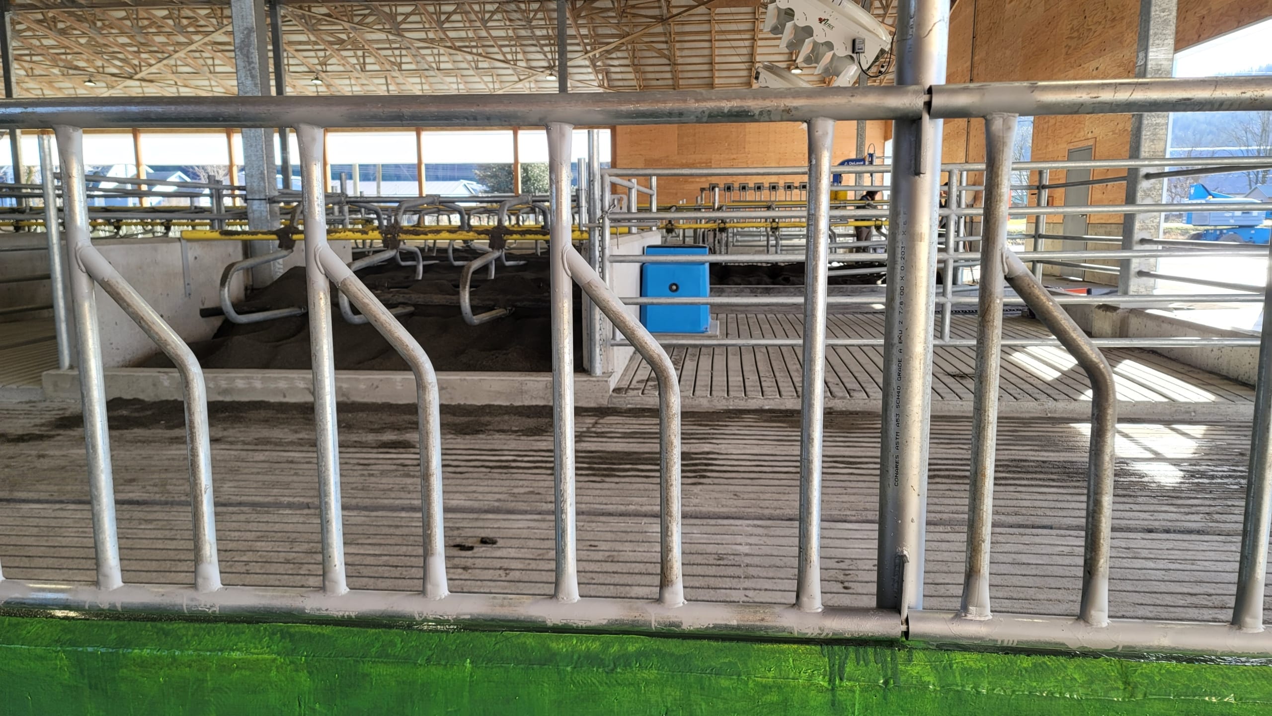 STS2 Metal cow stanchion in a cow barn.